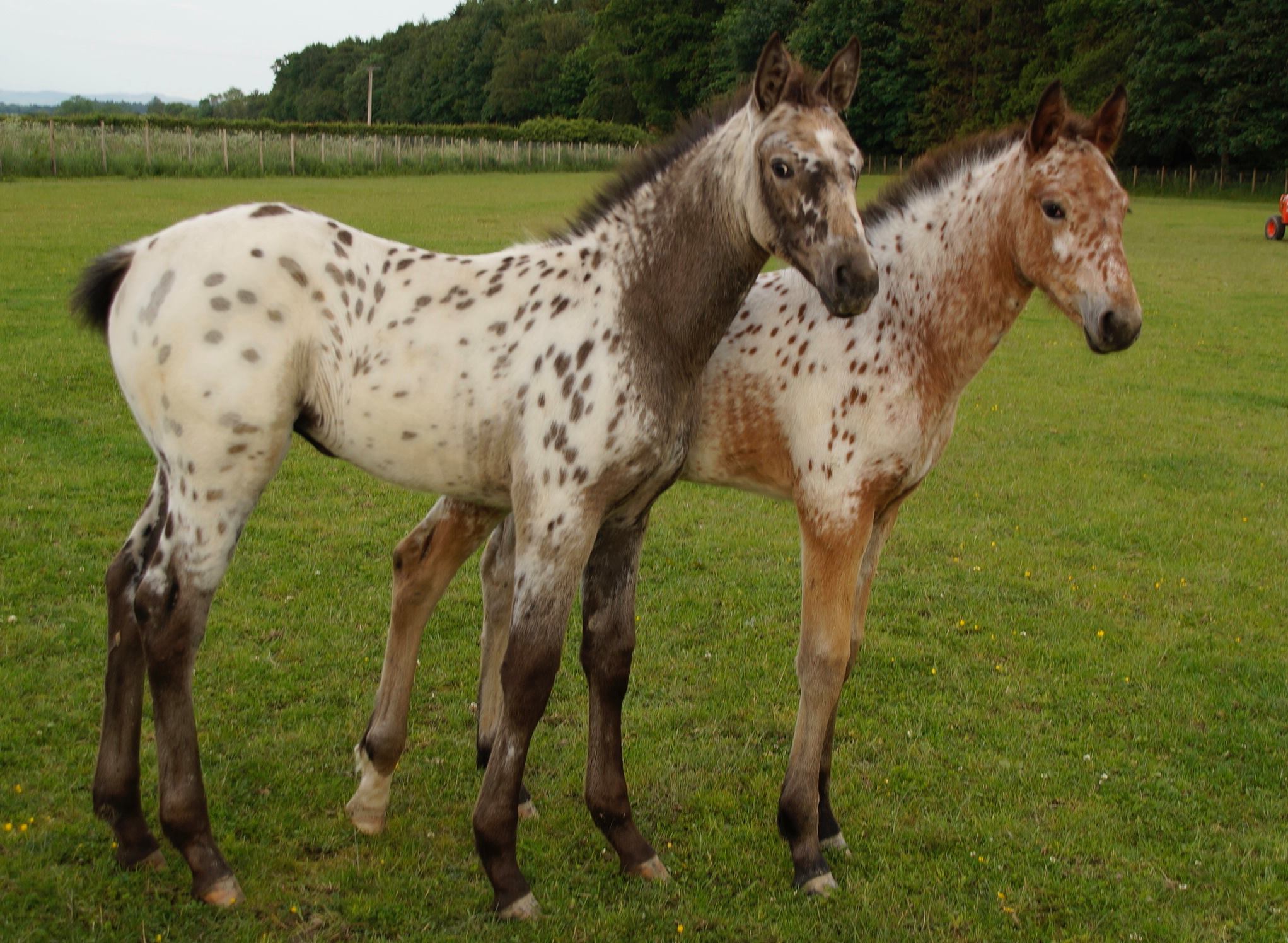 Appaloosa Fillies